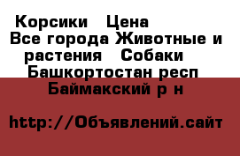 Корсики › Цена ­ 15 000 - Все города Животные и растения » Собаки   . Башкортостан респ.,Баймакский р-н